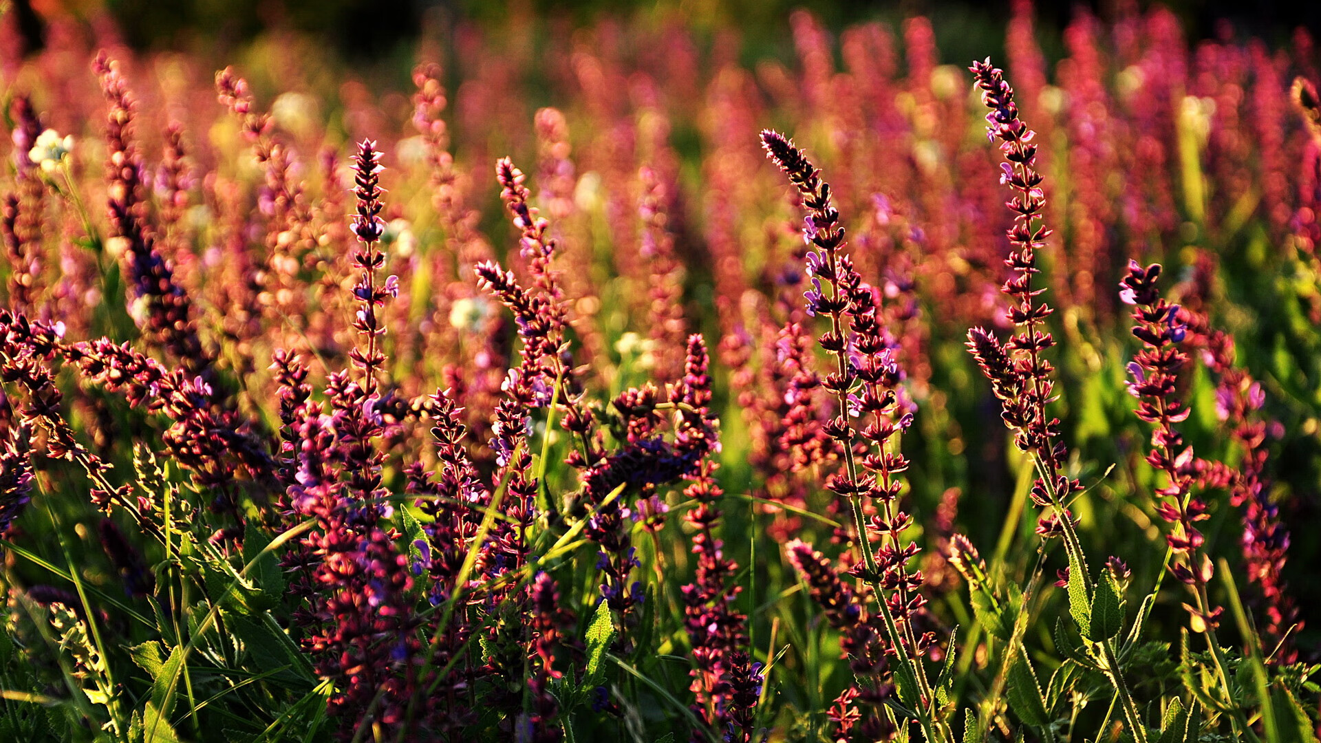 Leyu Sport下载-CBA球队重视球迷文化增强主场氛围，cba球队的商业价值
