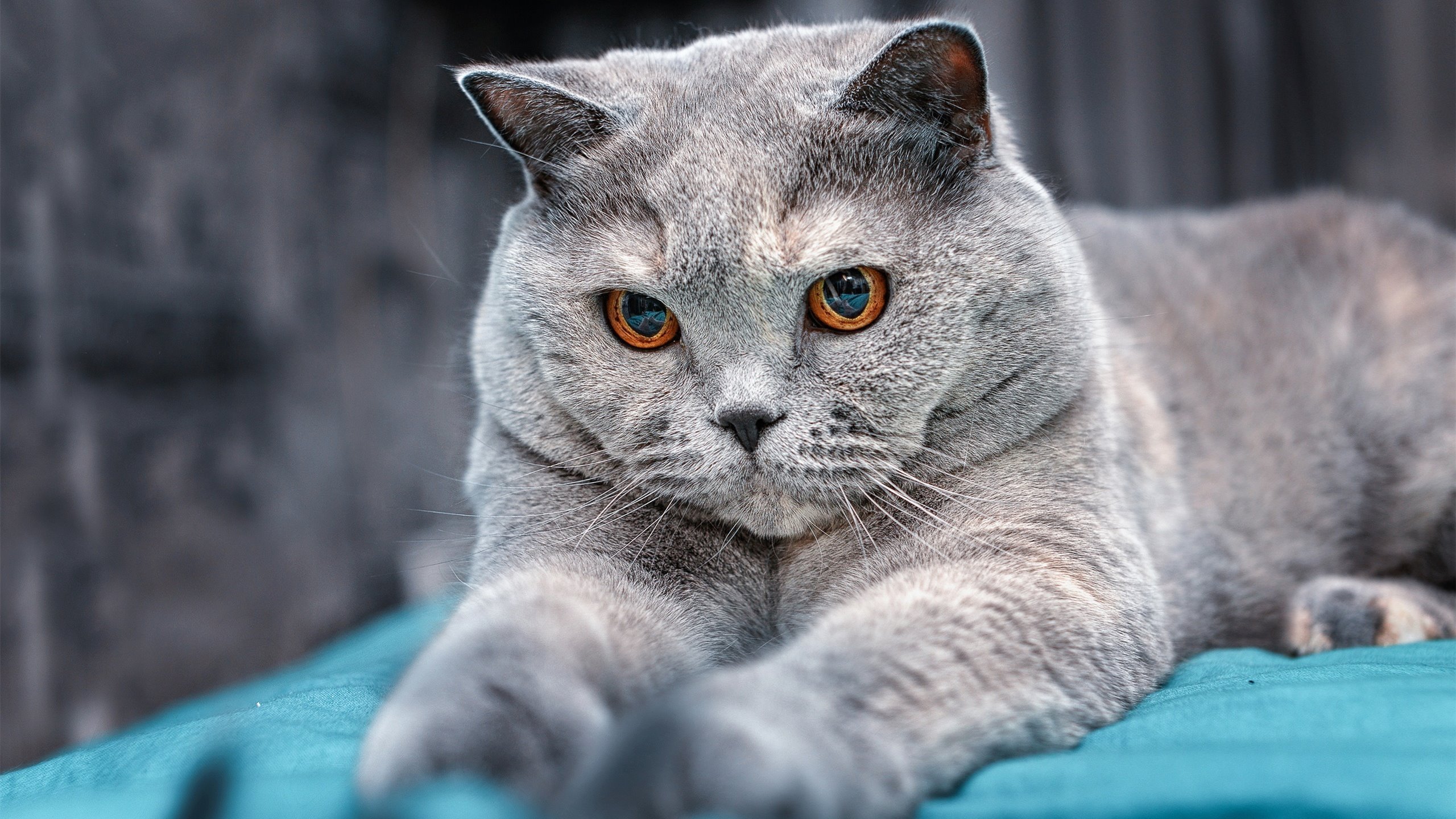 乐鱼体育登录-“三叉湖飞盘赛：空中飞盘与极速传球的完美碰撞”