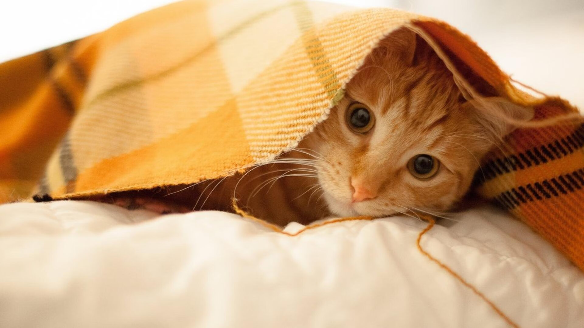 leyu.com-“高新体育中心：羽毛球选手演绎极限技巧与团队协作”