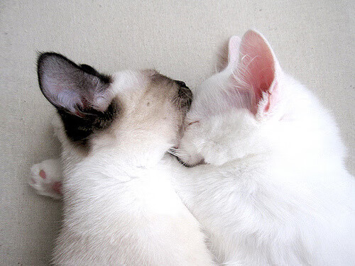 Leyu Sport下载-中国香港队未来发展：如何通过国际交流推动技术革新与提升，香港队伍