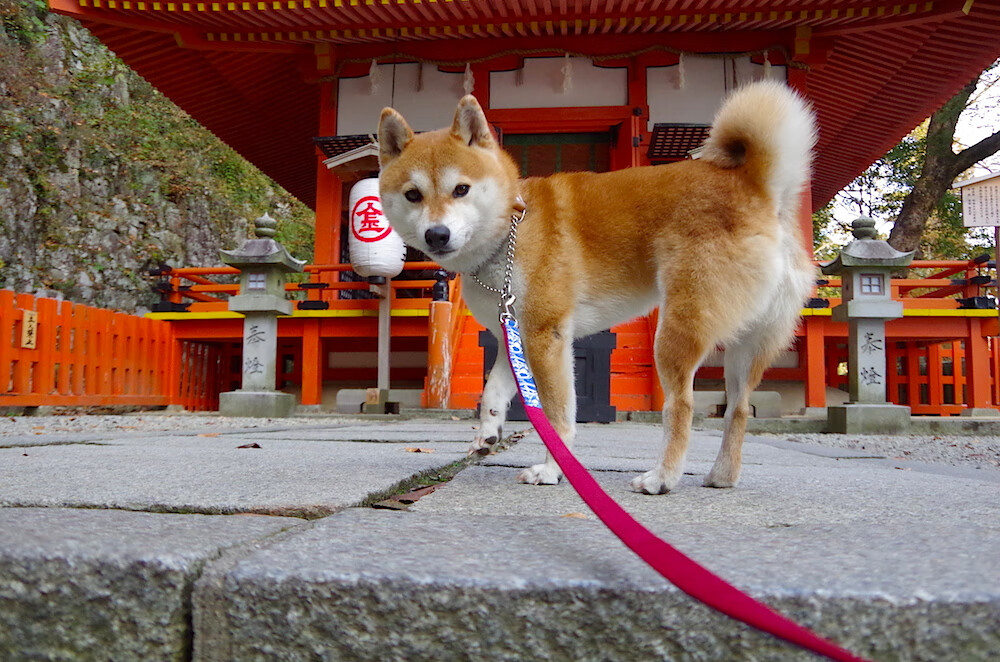 leyu乐鱼官网登录入口-五大联赛球队高位压制成效能否提高胜率稳定性