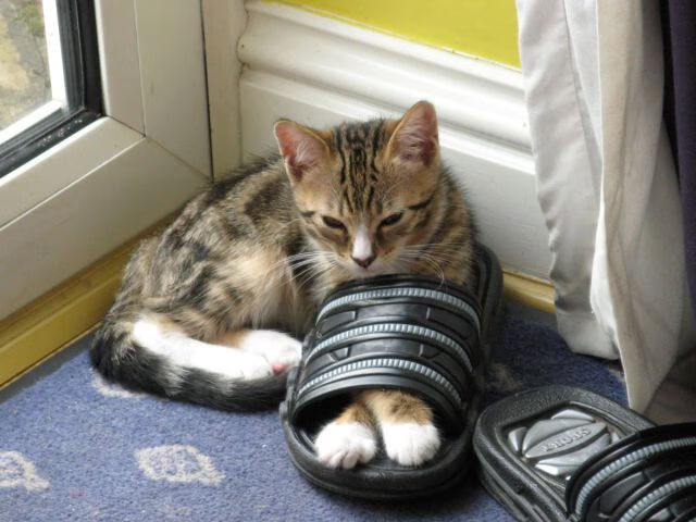 下载乐鱼体育APP-体育营销峰会探讨品牌跨界合作趋势，中国体育营销创新案例