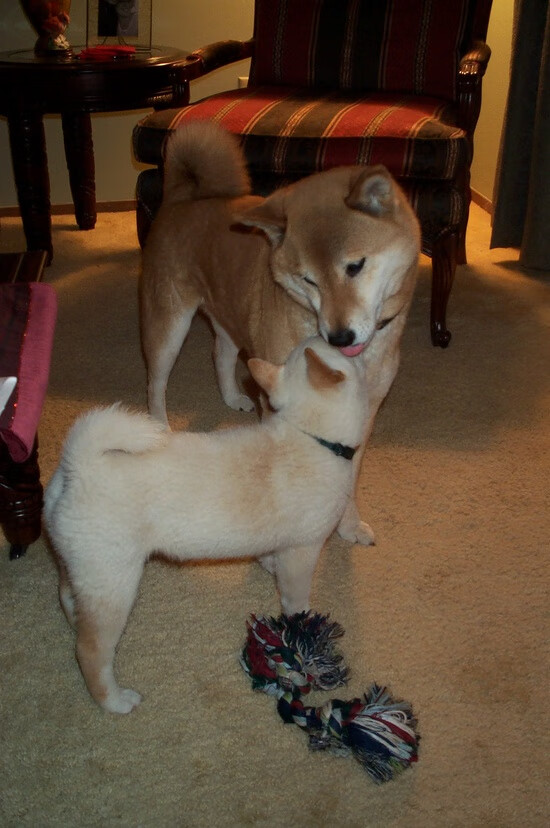 乐鱼电竞在线平台-国家队教练频繁更换影响球队稳定，国家队教练要求