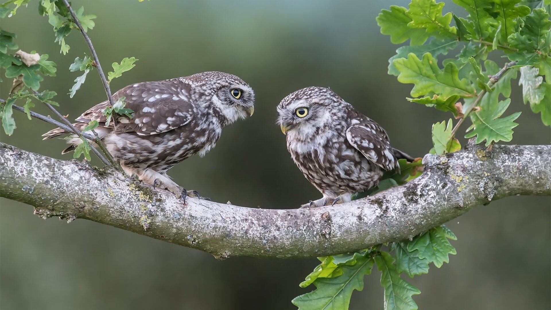 Leyu Sport下载-布莱顿中场层层推进撕裂密集防守，布莱顿主场球衣