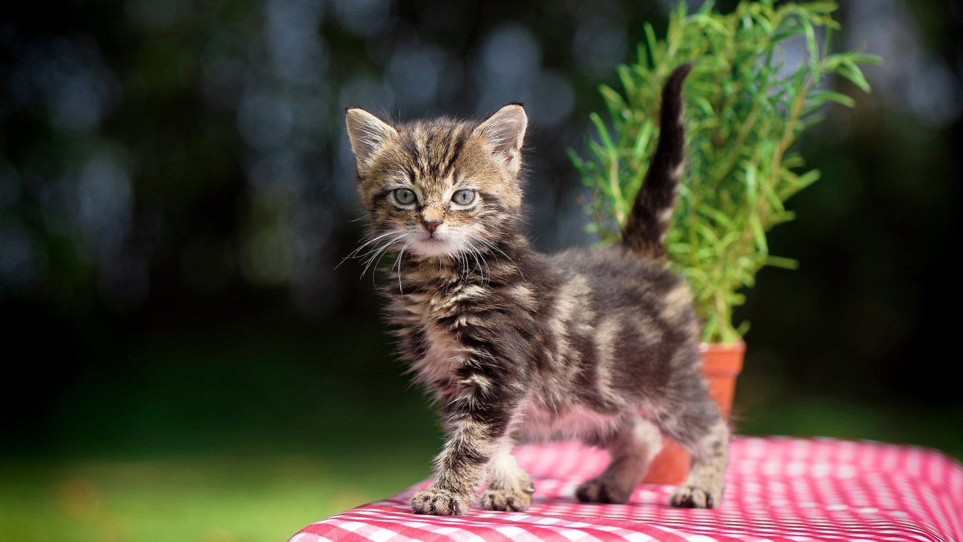 Leyu Sports (乐鱼体育)-CBA球队建立球员技能进阶图谱优化成长路径，cba球员基础数据