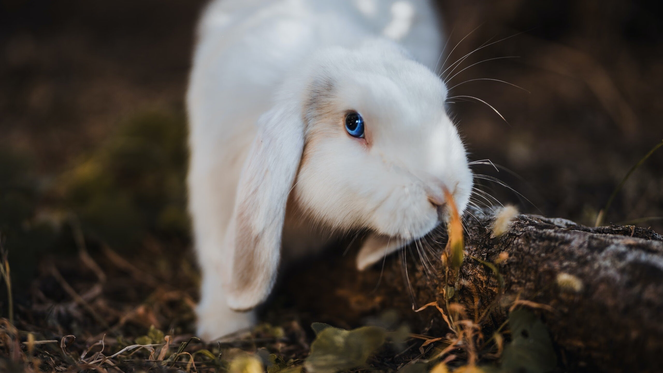乐鱼电竞在线平台登录入口-中国足球青少年训练营引进先进技术装备，中国足球青少年培养