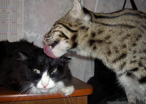 LeyuSports-中超赛季半程总结多支中游球队表现令人惊喜,中超联赛半程冠军