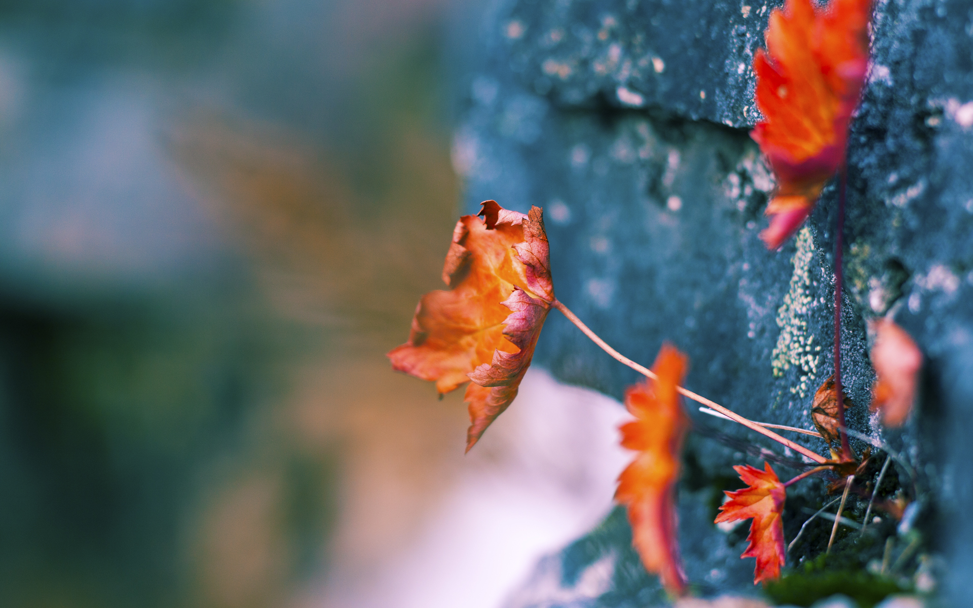 APP下载 LY Sports-国家级教练团队支持提升本土体育科学化水平，国家体育教练员岗位培训管理系统