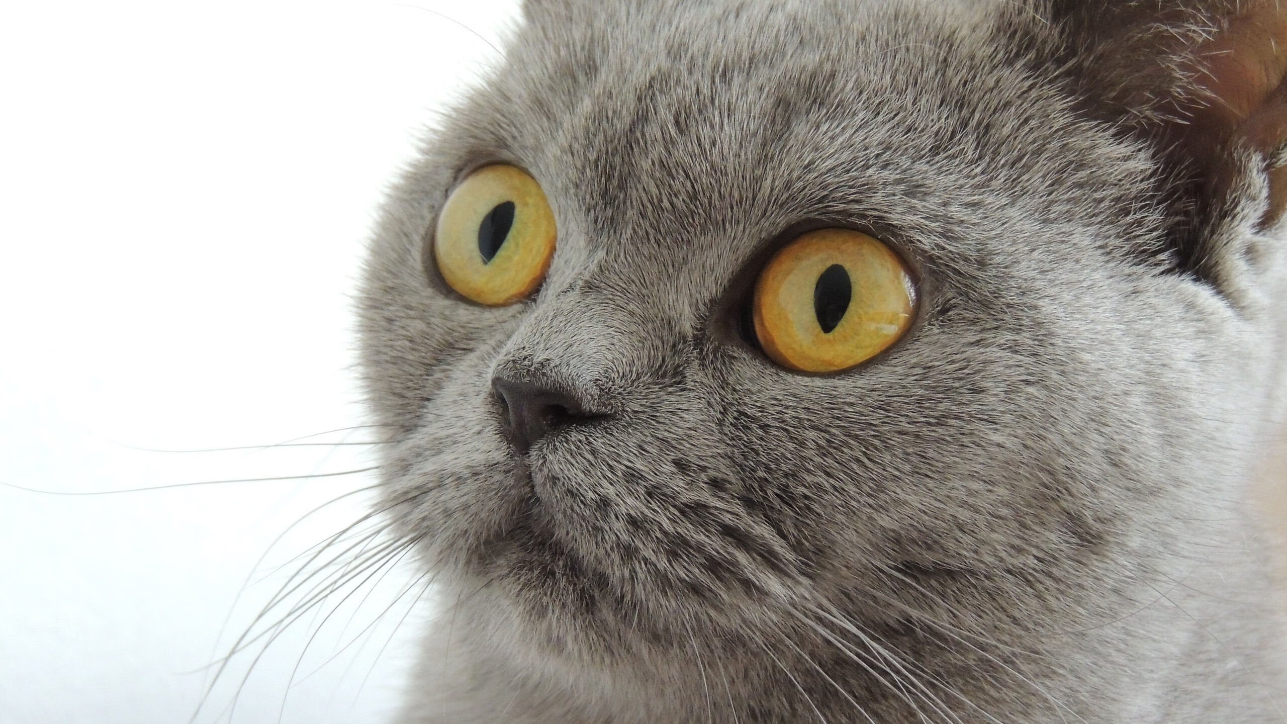 乐鱼体育(中国)官方网站-法甲大牌球员的商业开发，法甲老板资产排行