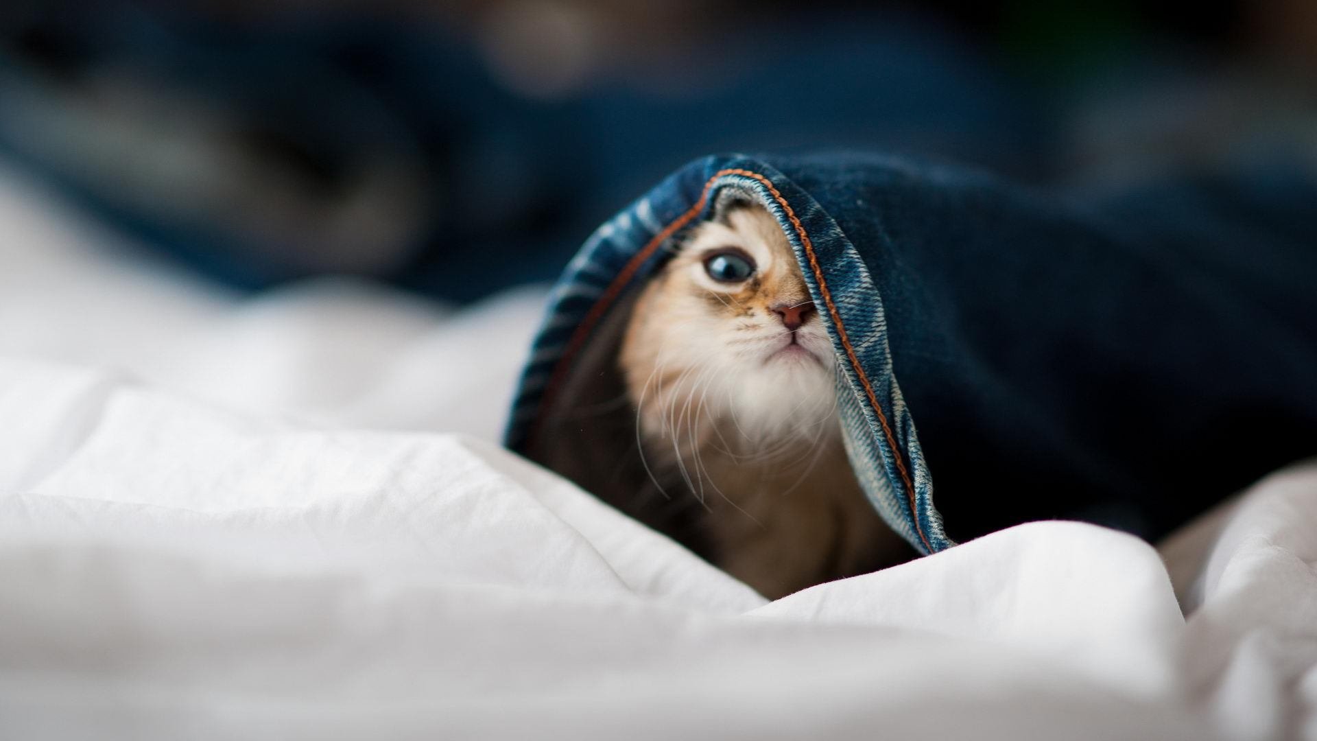 leyu乐鱼在线登录入口-澳大利亚橄榄球的青训计划迎来突破,全球球员涌入,澳大利亚nrl橄榄球联赛