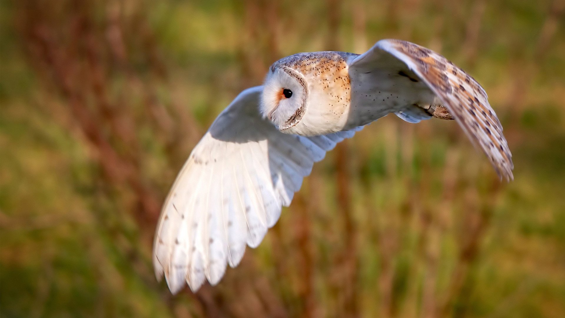 APP下载 LY Sports-科特迪瓦男篮在非洲锦标赛中持续出色，梦想奥运舞台，科特迪瓦男篮vs中国男篮视频