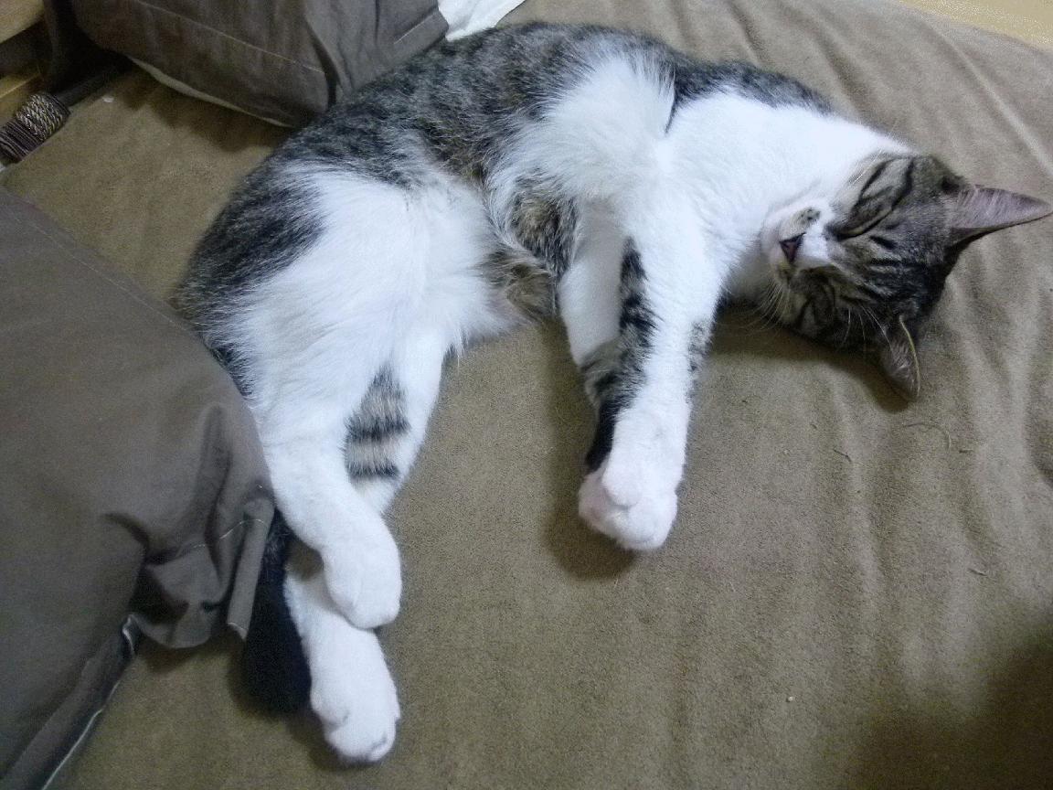 乐鱼app-突尼斯人贾瓦迪挑战强手游出新高,突尼斯之夜 百度百科