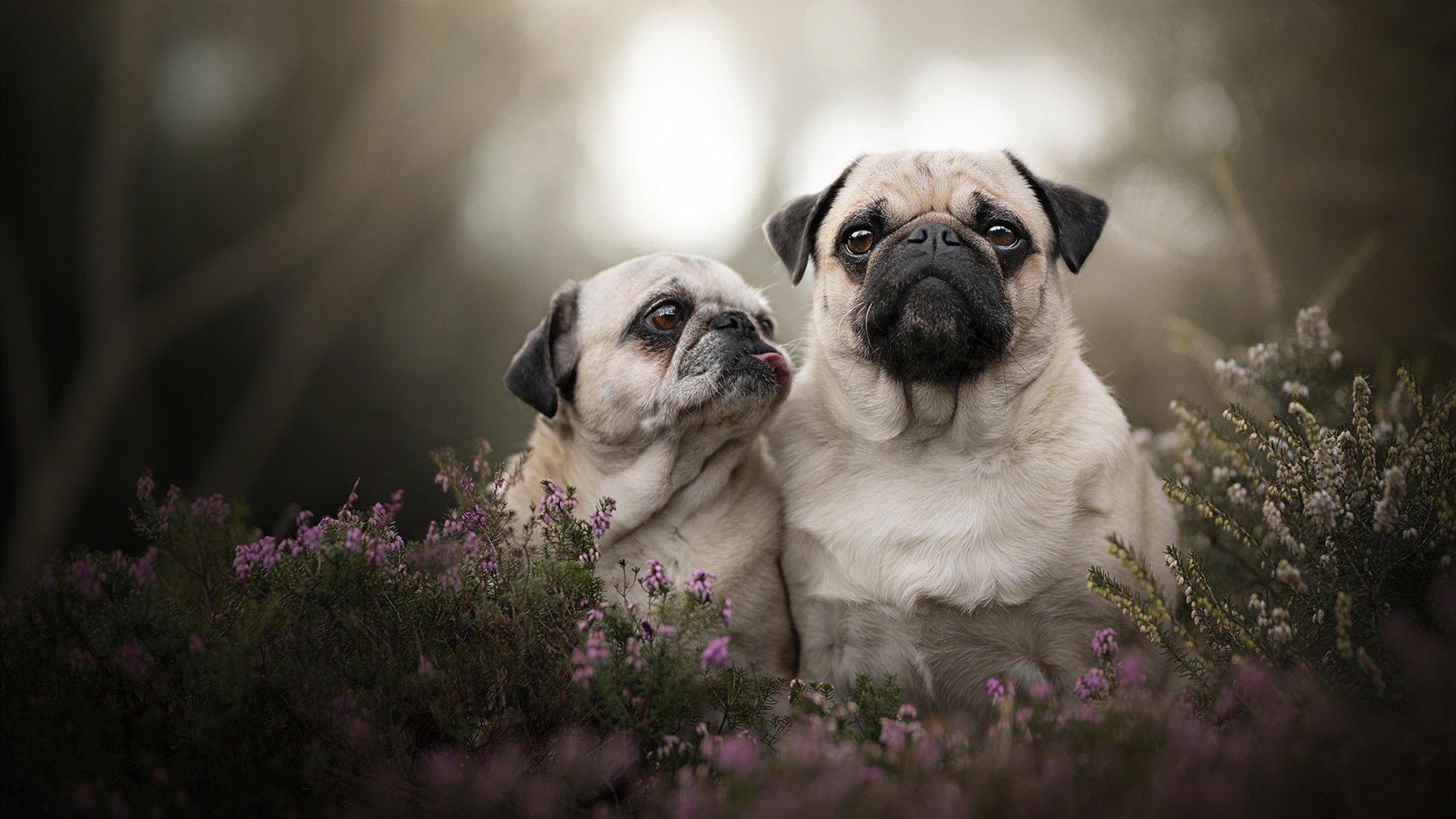 乐鱼vip-贝尔哈德·福特：无论进攻防守，他总能提供致命一击，贝尔福特vs丹亨德森