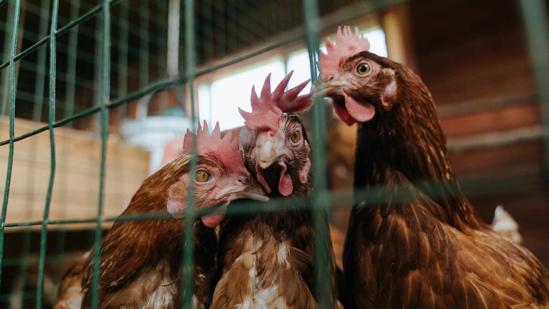 LEYU乐鱼体育官方网站-赞比亚男篮在非洲锦标赛中再获佳绩，实现年度突破，赞比亚球星