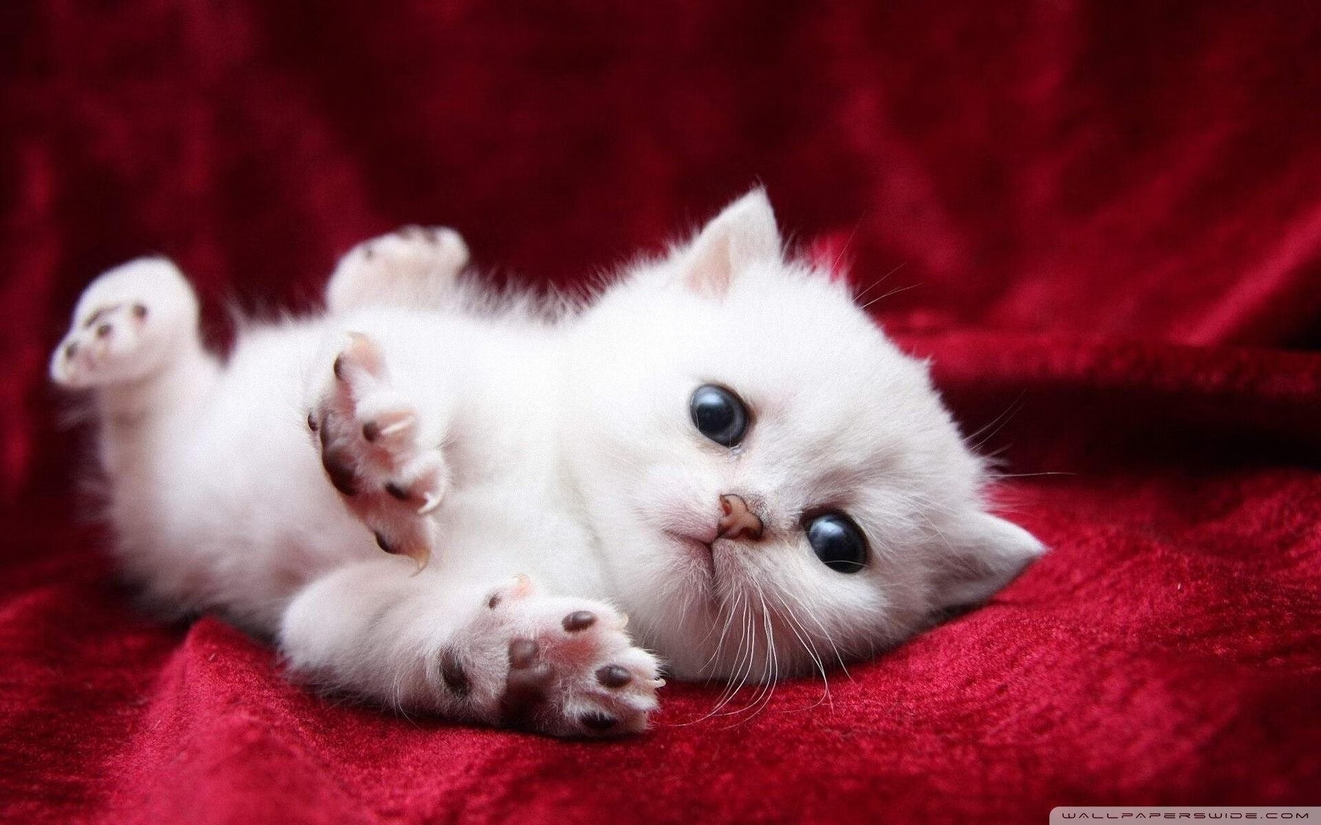 乐鱼体育登录-跳水稳定输出吉尔吉斯斯坦锁定奖牌希望，吉尔吉斯斯坦 举重